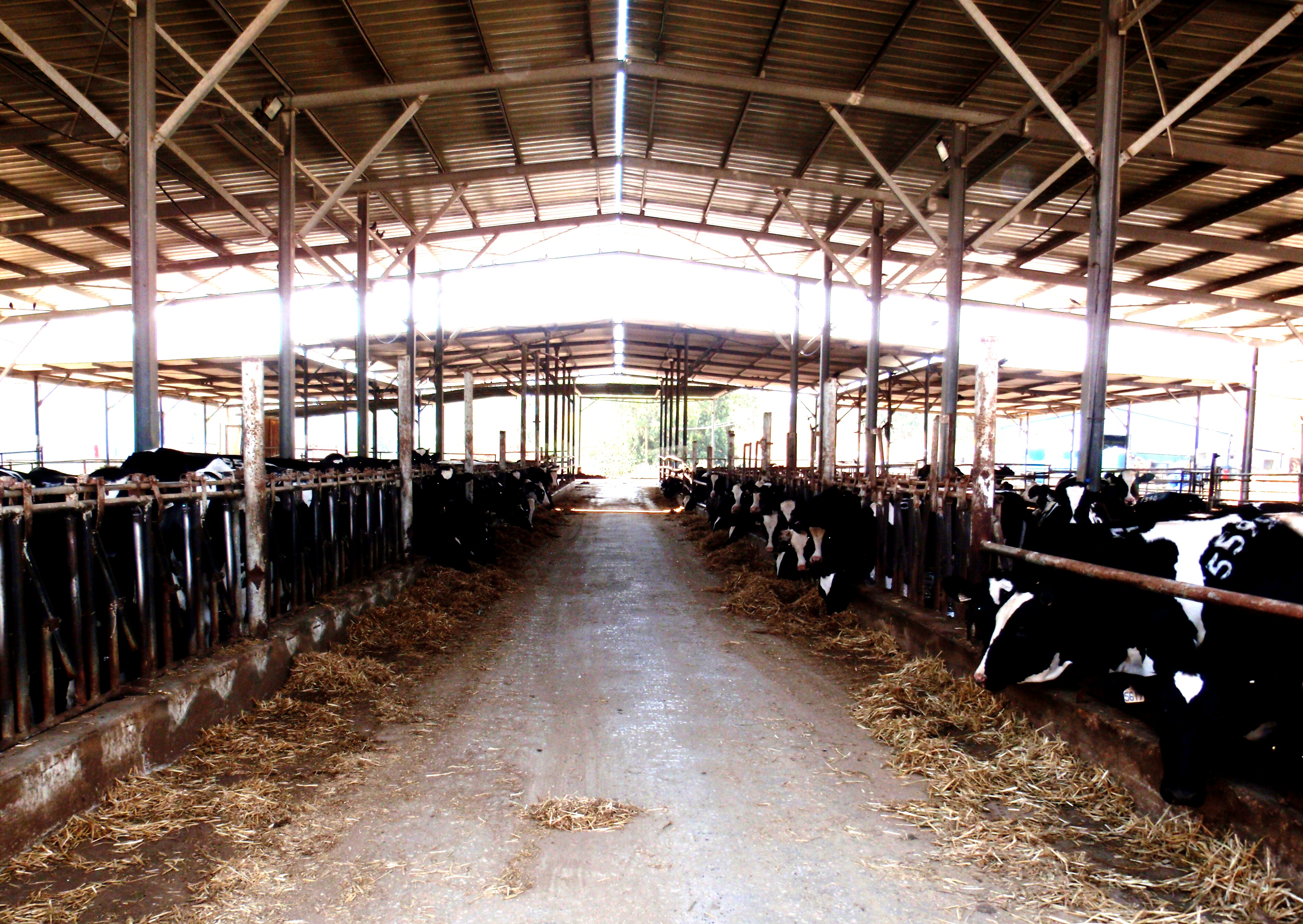 Traditional cowshed