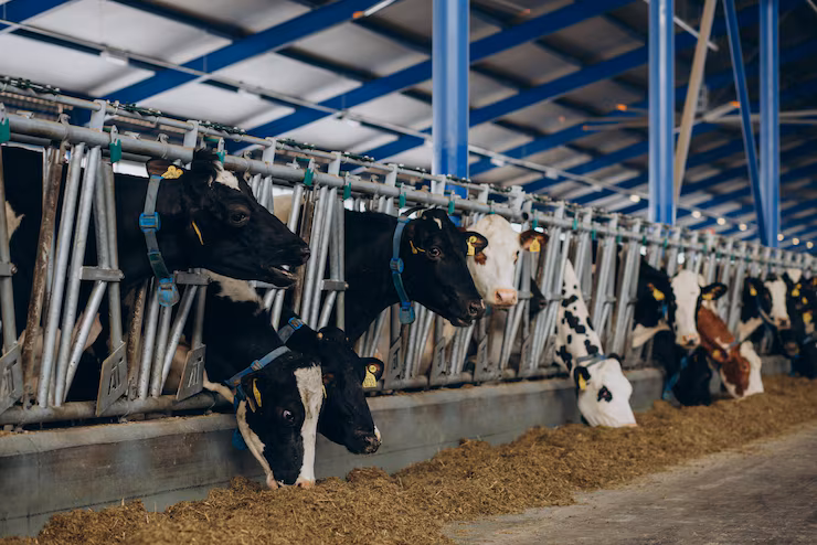 Modern cowshed design