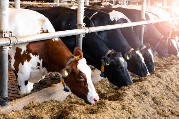 Eco-friendly cowshed